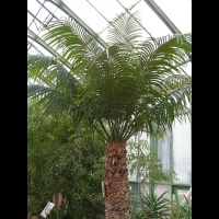 Cycas thouarsii (fam Cycadacees) (Madagascar, Comores, Tanzanie, Mozambique) (2)